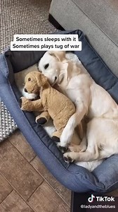 1.9K views · 240 reactions | A dog and the toy | Animal lovers society | Facebook