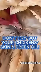 👉Food grade diatomaceous earth is completely unnecessary, is an ineffective insecticide, and dangerous to chickens and people. 👉Food grade diatomaceous earth is damaging to chickens’ immune systems, mucous membranes, feather appearance & performance, damages their lungs and is a known carcinogen in humans. 👉 While marketers misleadingly use photos of cute animals on packaging, DE is NOT APPROVED for use ON animals or in their environment. DE is only approved for use as an ANTI-CAKING agent an