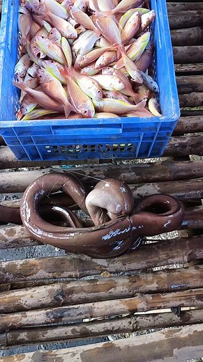 9.5K views · 364 reactions | Bisugo o threadfin bream at igat o eel #fbreels2024 #freshfish | Rodel Mahipos | Facebook