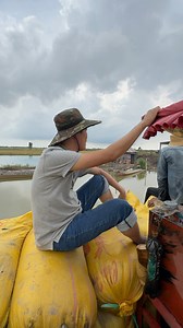 Khương Dừa theo chân bà con thu hoạch lúa mùa nước nổi, ngồi trên chiếc xe rùa mà ngỡ chiếc xe ngựa vậy bà con cô bác #khuongdua | Khương Dừa