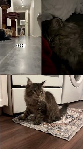 GIANT HOUSE CAT Kitten the Main Coon