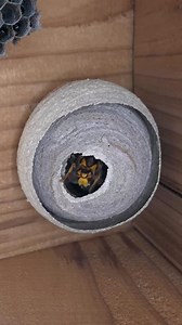 Queen Hornet Building an Insulated Nest | Sterling Thomas