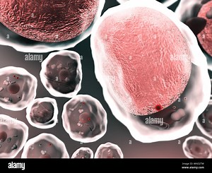 cholesterol, cell, fat cell, field of fat cells, High quality 3d render of fat cells, cholesterol in a cells Stock Photo - Alamy