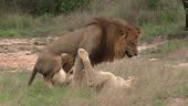 Rare sight of lions mating in a missionary position. Close-up shot.