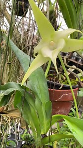 Angraecum sesquipedale (The Darwin Orchid) for sale, many varieties! Exotic orchids for sale and on display! See on Sunday and Thursday! How to grow care for orchids! (Including mounting them!)~~~~Fun stuff for all orchid lovers!! We will do a fun nursery tour, with special sales. Join us, we encourage input from everyone! Every Sunday and Thursday 2:00pm Hawaii Time, 7:00PM Eastern time, www.Facebook.com/OrchidAlleyKauai/ web: www.OrchidAlleyKauai.com | Orchid Alley Kauai
