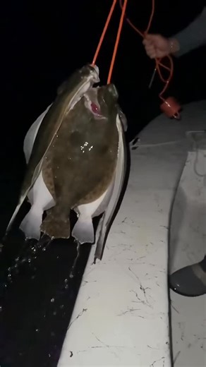 Can’t beat a night gigging some flatfish! The G5 Pro Stringer is a must when walking and gigging! #foreverlastfishing #fishing #saltwater #redfish #trout #outdoors #godscountry #flounder #trustedgear #greatcustomers #speckledtrout #texas #coast #saltlife #wadefishing #wadinggear #gigging #stringer | ForEverlast Inc.
