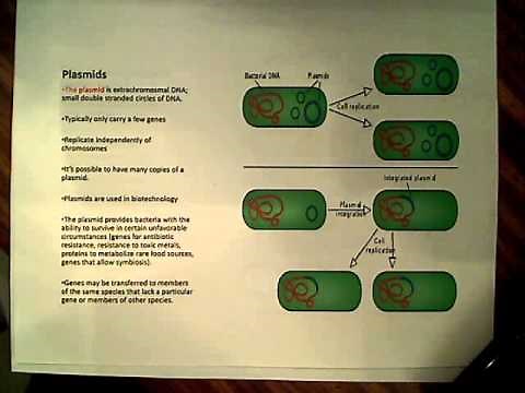 Bacterial DNA, Plasmids, and DNA packaging