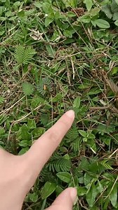 Vidéo en gros plan d'une main : vidéo de stock (100 % libre de droit) 3666411911 | Shutterstock