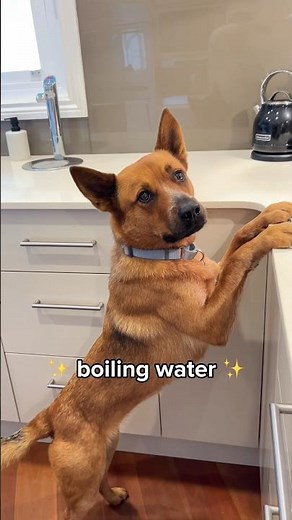 Mmm delicious 😂 does your dog do this? 🙋‍♀️ #dogbegging #dogsofyt #redheeler