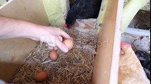 Collecting freshly laid organic eggs from cage free hens and placing them in paper trays.