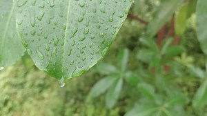 像珍珠串一样的宏观美学雨滴 库存影片视频（100% 免版税）3983178515 | Shutterstock