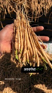 Ashwagandha roots/ अश्वगंधा की जड़े🌱 गीली 8000/- अच्छा माल सूखा 30000/- से 40000/- #ashwagandha #roots #farming #herbs #herbsforhealth #ashwagandhabenefits | Desikheti vlogs