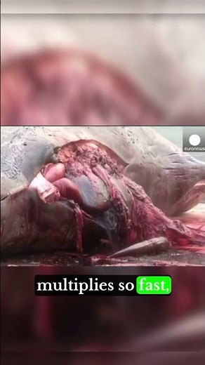 Why Do Whales Explode? Unraveling the Mysteries of Massive Marine Explosions