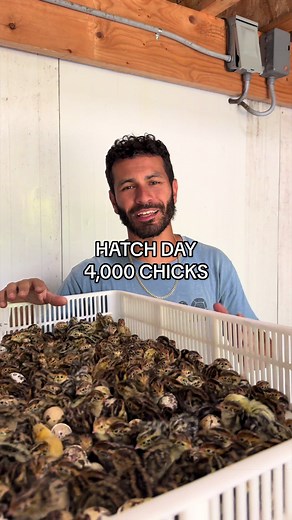 Hatch Day: 4,000 Quail Chicks on the Ranch