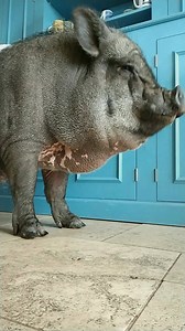 1.6K views · 279 reactions | Francisco likes to get dried after getting caught in a rain shower | Tribe Animal Sanctuary Scotland TASS | Facebook