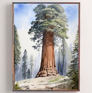 General Sherman Tree Watercolor Art Print California Sequoia Park Poster Sequoia Trees Painting Forest Landscape Wall Art Tulare County Art - Etsy