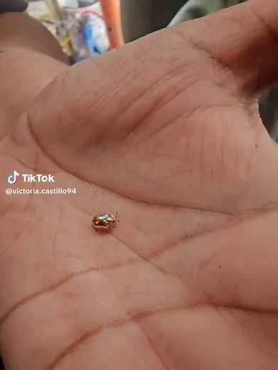 Maravillosa Mariquita Dorada en Acción