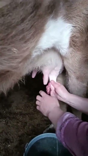Hand milking a cow in the village #animals #cow #farmanimalct