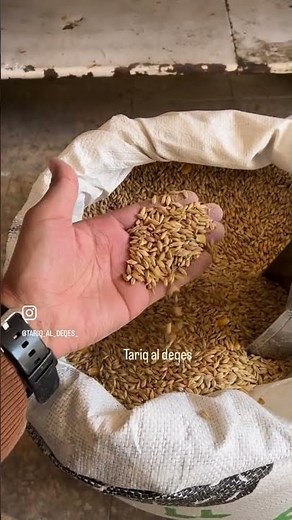 الشعير بديل القمح لتوفير لقمة العيش