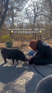 7.5K views · 377 reactions | Two sweet souls have watched their siblings find their forever homes, and now it’s their turn. Everly and Billy Bob are still waiting for that special someone to give them the love and home they deserve. Two hearts full of hope, ready to share their love with you ❤️ #rossmillfarm #pigplacementnetwork #piglove #pig #pigs #cutepigs #animalrescue #buckscounty #buckscountypa #visitbuckscounty #homeofthepetpig | Ross Mill Farm & Piggy Camp | Facebook