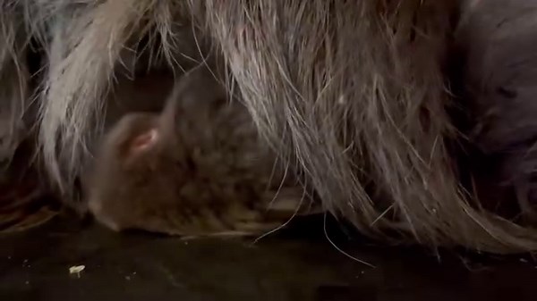 What sound does a baby sloth make?? Turn your volume up and wait about 10 seconds to find out! 📸: Zoologist Laci | Palm Beach Zoo