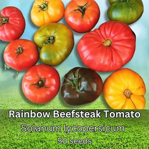 50 Rainbow Beefsteak Tomato Seeds Heirloom Non GMO Colorful Large Fruit Sweet - Etsy
