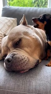 The Nap Interruption! 🔊😴​#TinyDogBigAttitude ​#PitbullYawn ​#DogHumor ​#MinPin ​#BigDogLittleDog ​#FunnyDogs ​#NapTime ​#DogVibes ​#BestofDogs ​#SleepyDog | ScopeAl Pet Care
