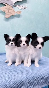 533 reactions · 29 comments | Our lovely black&white litter - 2 boys...