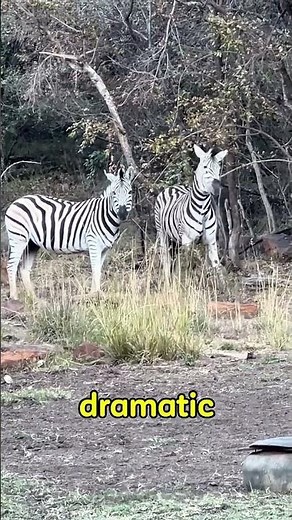 Why Do Zebras Shake Their Heads Like This? 😂 | Funny Zebra Behavior Explained