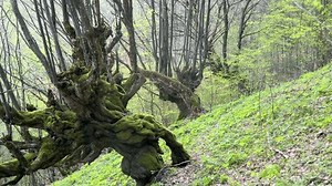 ancien hêtre centenaire des Carpates, l'Ukraine : vidéo de stock (100 % libre de droit) 3478791699 | Shutterstock