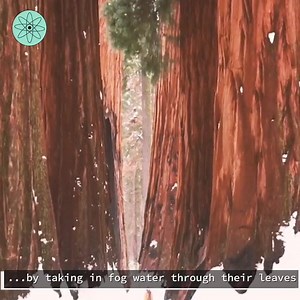 Ever wondered how the tallest trees get so tall? | The Science Baby | Facebook