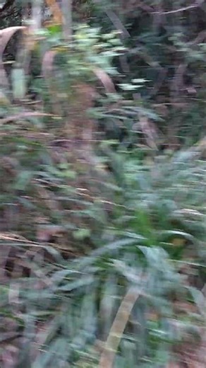 小湊鐵道房総里山トロッコ景色