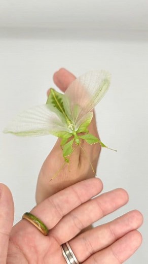 I am speed!!! 💯 - is what this leaf insect male must have thought. ❓ Did you know leaf insects could get the zoomies? Well, now you do! I tried to make a nice video of my adult couple Cryptophyllium limogesi, but the male just wouldn't stay still 😂. Well, this is also educational I guess, as now you can see how well leaf insect males can fly. Females, on the other hand, are incapable of flight 🍃. Whether or not being able to fly is one difference between male and female leaf insects ♂️/♀️. 📏