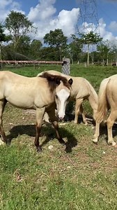 Potro 2022 EN VENTA. Hijo de nuestro semental Xtra Lovemesomewimpy en la yegua Miss Sonic Boom. Bayo cabos negros con los dos ojos azules. ———————————————————— Informes solo por Whatsapp al 9981205170. ———————————————————— #ixtulqh #elhierroquemante #aqha #aqhaproud #producidosenmexico #desdelaperladelcaribe #ranchoixtul | Ixtul Quarter Horses