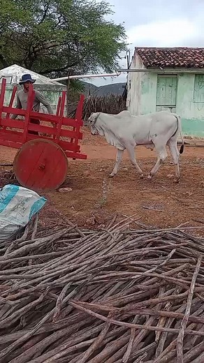 Interacting with a Tethered White Ox in Rural Settings
