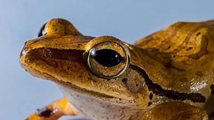 Frog Video Screensaver