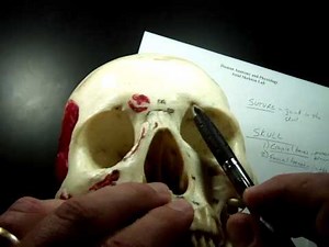 Axial Skeleton Part 1