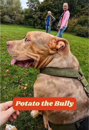 Understanding Chunky Bullies: Meet Potato the Dog