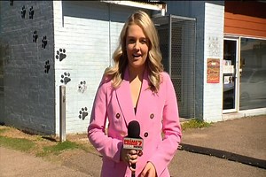 An overwhelming number of cats have been taken to animal shelters as a result of people not de-sexing their animals, or returning impulse adoptions. | 7NEWS New England