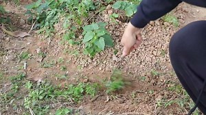 Weed Puller Tool, Gardening Tools, Weed Remover Tool, Garden Weed Tool, Stainless Steel, Anti-Detachment, Portable Gardening Hand Tools for Vegetable Gardening Backyard Farm Planting & Weeding