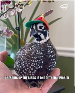 Raising quail chicks on our farm! 🥰🥹 | Foodeos