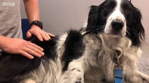 Whether they're scared of fireworks or in pain from an injury - can a massage help your dog? Sasha Twining spoke to therapist, Darren Worsfold from the Canine Massage Guild. Catch up on iPlayer http://bbc.in/2nXyOUC 🐶 | BBC Dorset