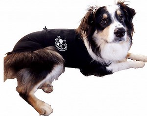 How Acupressure Can Help an Anxious, Dominant Dog