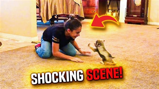 Mom leaves daughter with dog, comes home to a shocking scene