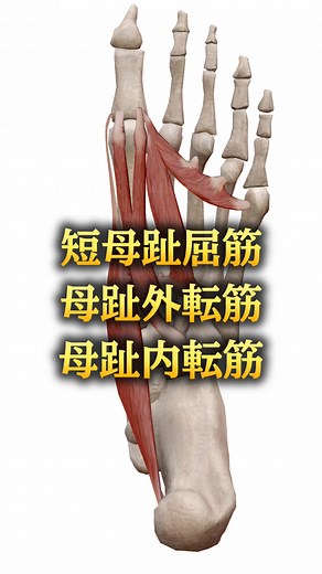 足の指の重要性と母趾筋群の役割