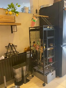 31K views · 1K reactions | Listen to him because I put him in his cage  | Kelo the African Grey | Facebook