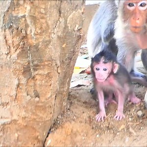 2.4K views · 55 reactions | Big Monkey wants play with newborn Monkey but Mama Block | Monkey Smile | Facebook