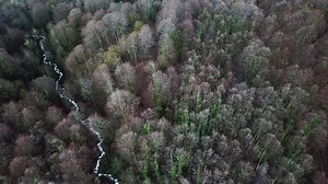 Aerial View of a Forest with a Stream | Free Stock Video Footage