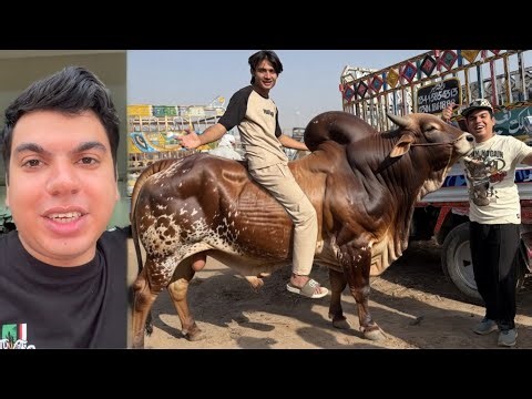 Qurbani Ka Pahla Janwar Ly Lea 😍 Alhamdulillah