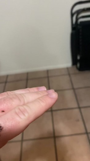 Here we have M&M hunting a fly while on my hand. Fly never had a chance man #exoticpets #prayingmantis #petmantis #mantiskeeper #mantid #majangellamoultoni #prayingmantisoftiktok #mantidsoftiktok #mantids #petmantids #mossmantis